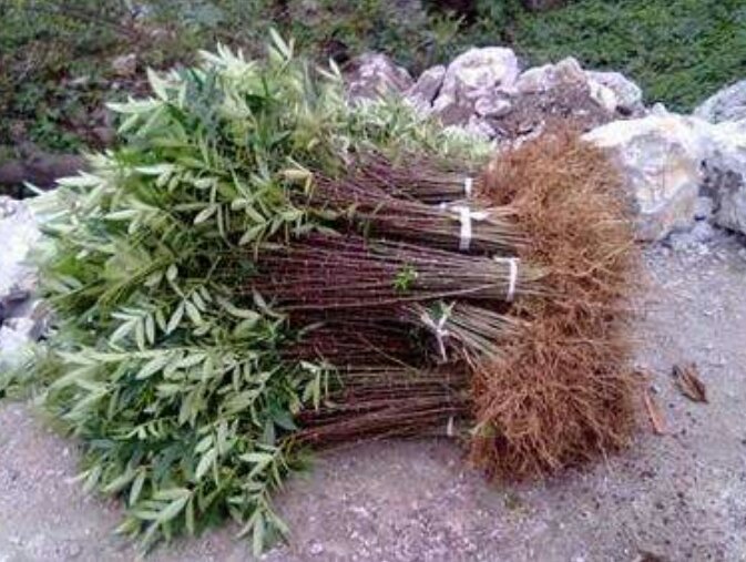 展示花椒木幼苗在苗床中生长的状态,叶片翠绿,根系发达 花椒木幼苗