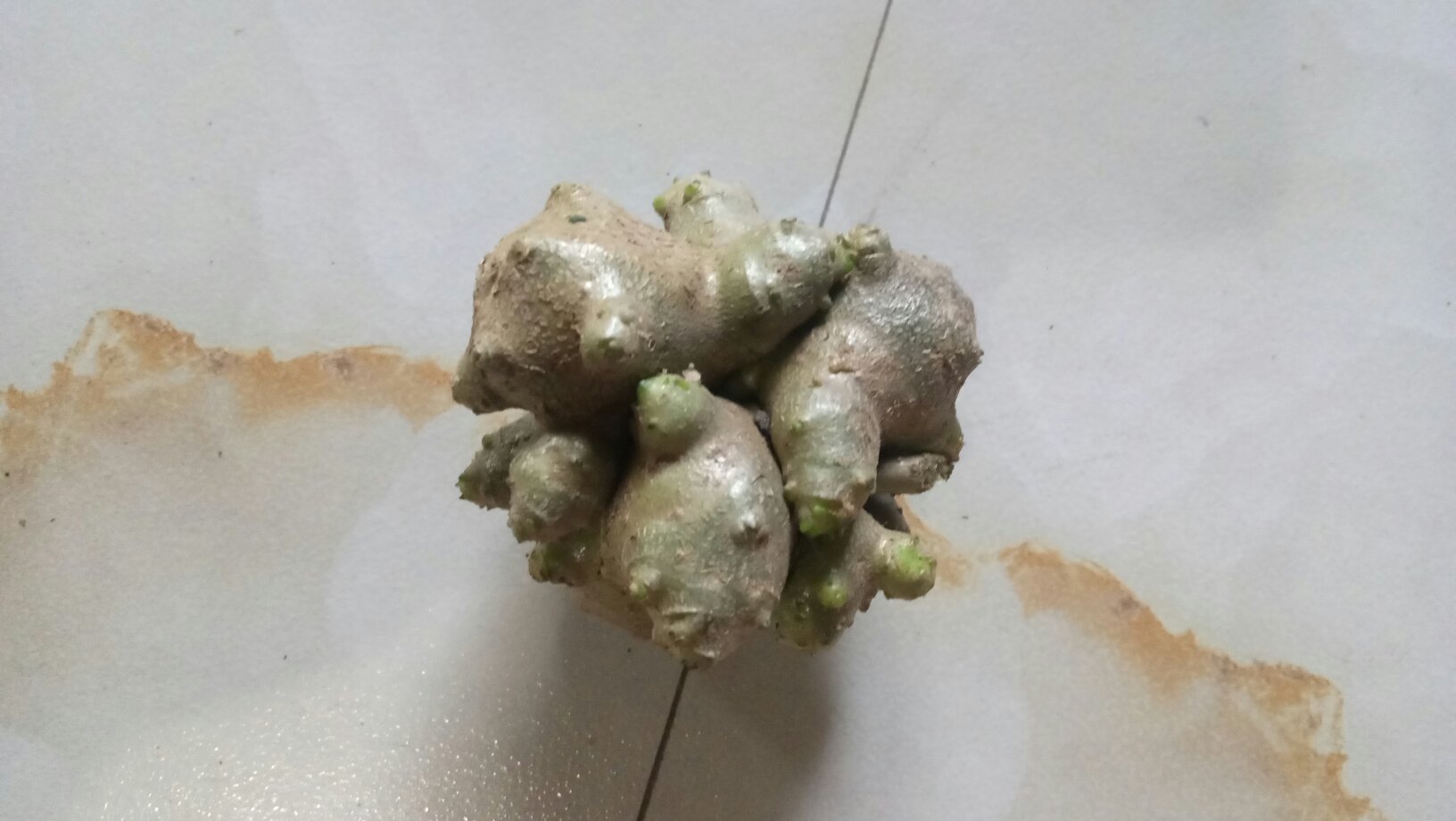显微镜下三七根的横切面图像,显示木质部、韧皮部及淀粉粒分布,清晰可见棕褐色树脂道,呈现典型的五加科人参属植物组织结构特征 三七根横切面显微结构图