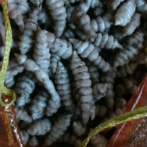 螺丝菜种子