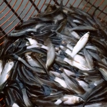 草鱼鲤鱼罗非。青鱼。等品种多多。