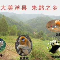 秦岭陕西汉中野菊花，野生，无硫熏