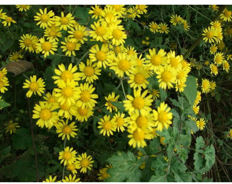 野菊花的植物形态