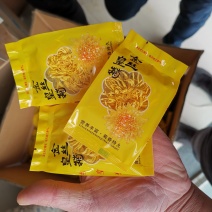 金丝皇菊一朵一杯