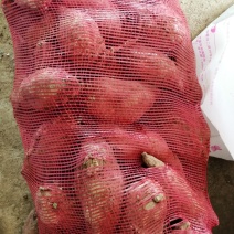 商薯19红薯种