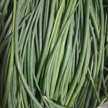 沙葱