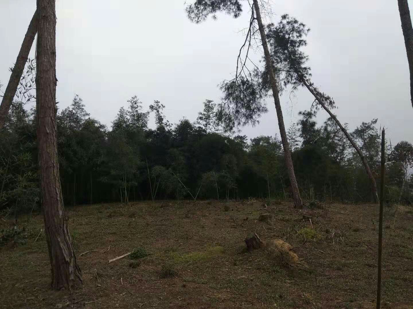 一片覆盖着厚厚砻糠的雷竹林,远处可见农民正在用竹耙整理覆盖物,地面呈深褐色,竹秆挺拔,环境湿润,天空阴沉,体现冬季管理作业场景 雷竹林冬季覆盖场景