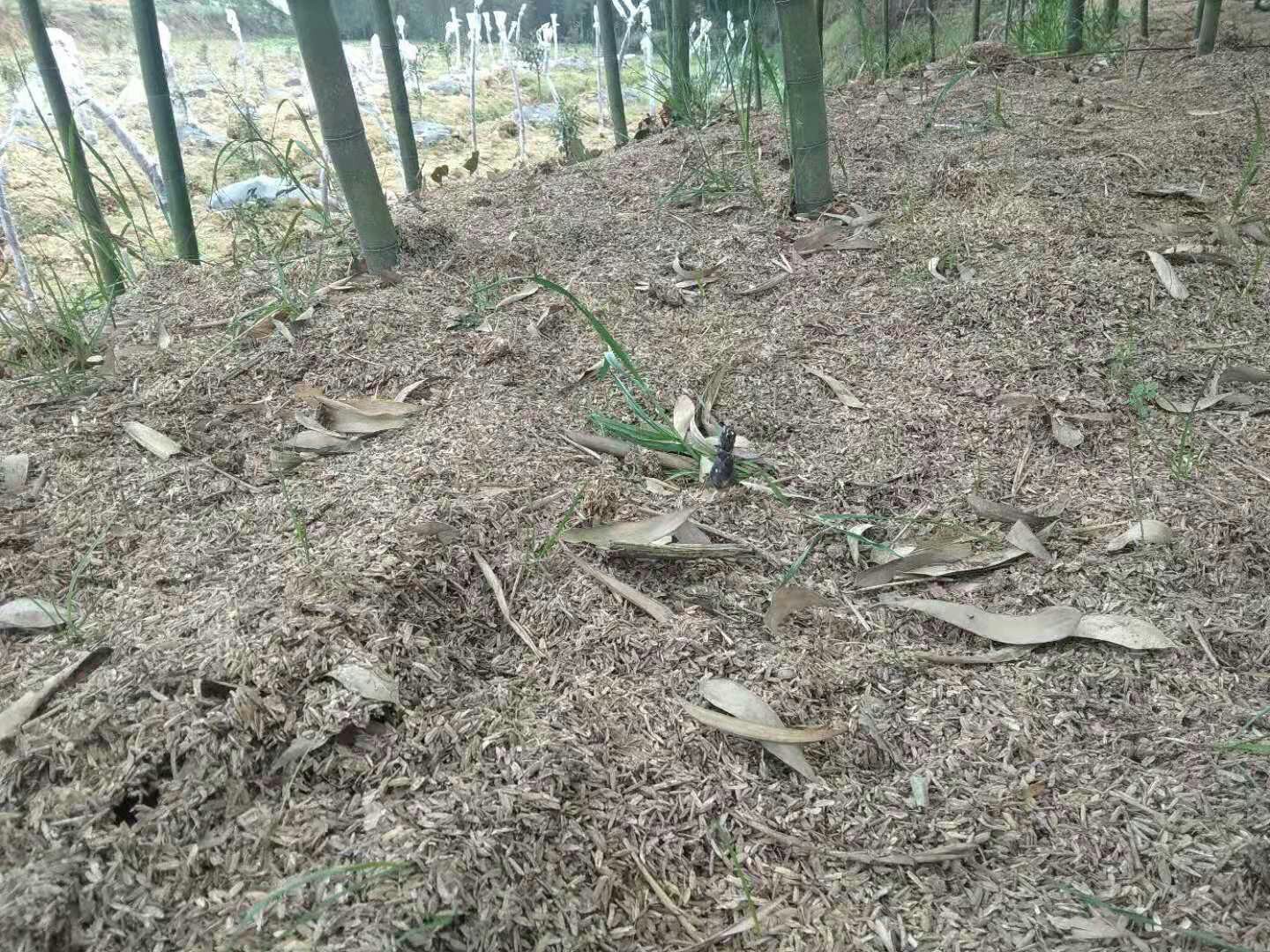 一片雷竹林被均匀覆盖着深褐色的砻糠,厚度约25厘米,几名工人正在用耙子平整表面;远处有标识牌显示‘雷竹覆盖促早出笋示范区’;天气阴冷,地面微霜,体现冬季作业场景 冬季竹林覆盖砻糠进行保温促笋