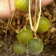 野生马泡包