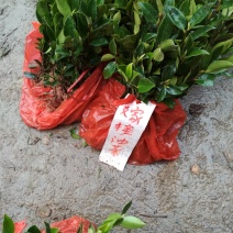 油茶苗，优质苗木，高产，稳产
