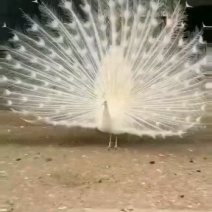 蓝孔雀，花孔雀，白孔雀，孔雀苗，孔雀蛋