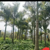 狐尾椰子树