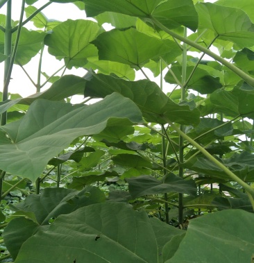 优质泡桐苗,各种规格