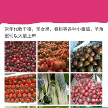 山东寿光田马代收