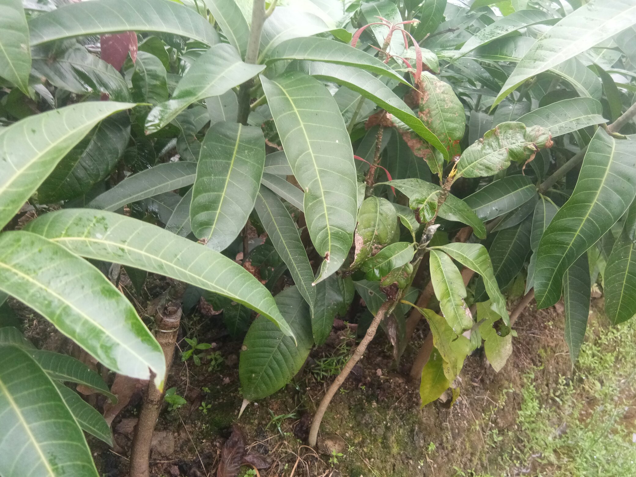芒果种子催芽过程