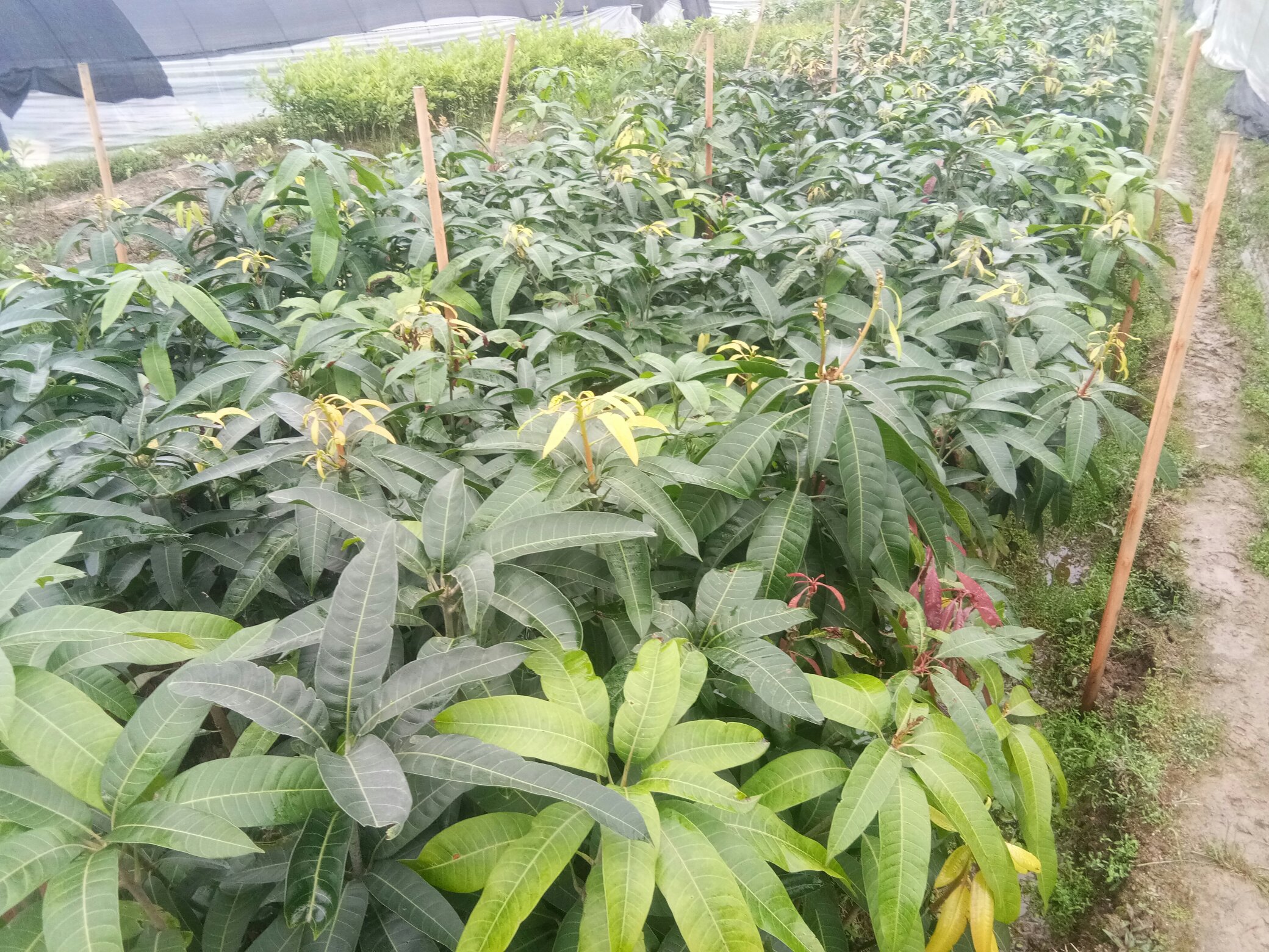 一株健康的金煌芒嫁接树苗,生长在黑色塑料营养袋中,茎干直立,嫁接口清晰可见,上部有三轮翠绿色羽状复叶,土壤湿润,背景为热带果园育苗棚 金煌芒嫁接苗特写