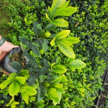 栀子花带花苞发货漳州基地绿化地被苗木