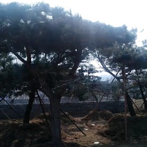 景观松造型松，直径15-50齐全