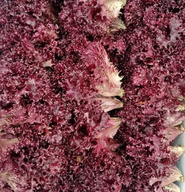 [紫叶生菜批发]精品红叶生菜价格5.00元/斤 - 一亩田