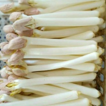 花生芽，山东特菜野菜批发