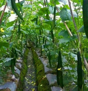 丝瓜网黄瓜网苦瓜网4米宽100米长粗6股