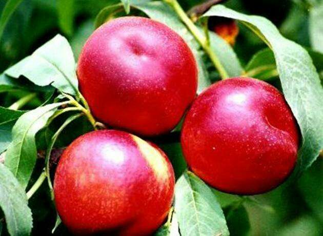 一棵健壮的中油36油桃树,树冠开展,枝条分布均匀,叶片浓绿有光泽,树体处于盛果期,部分枝条挂有成熟果实,果实呈圆形、果面光洁、色泽鲜红,背景为阳光照射下的果园环境 中油36油桃树生长实景图