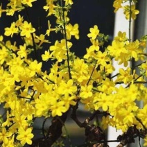 迎春花