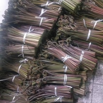 甜蕨菜青蕨菜2021年大量上市了