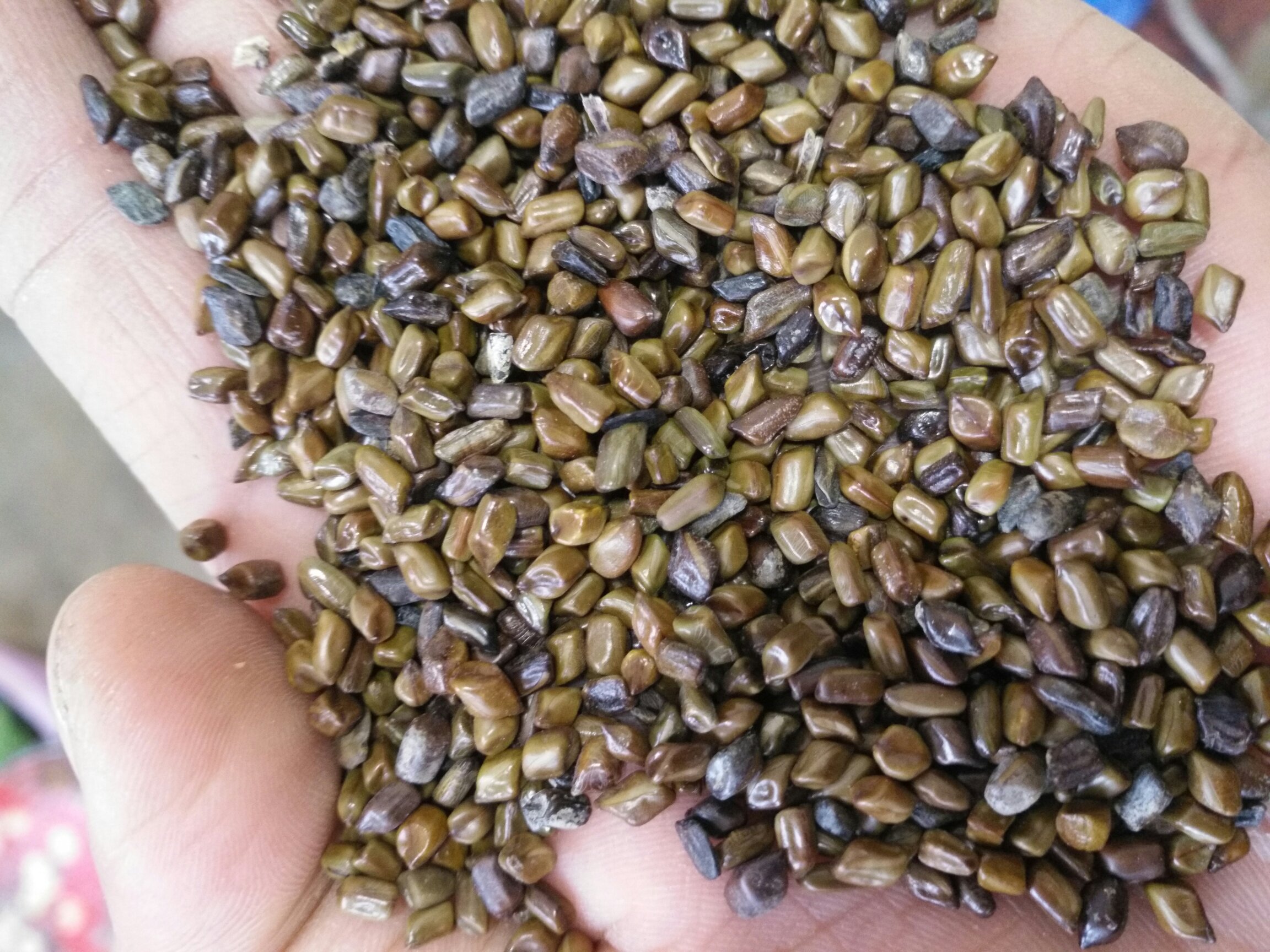 左侧为干燥杭白菊花朵,洁白饱满;右侧为炒制后的决明子,呈深棕褐色小颗粒状,两者分别放置于两个圆形竹编小盘中,背景为浅灰色麻布材质,上方摆放一把不锈钢小勺用于取量,体现农产品天然质感 杭白菊与决明子原材料对比图