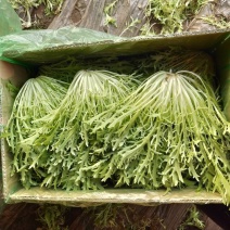 精品苦菊