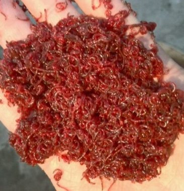 长年批发红线虫小母红虫