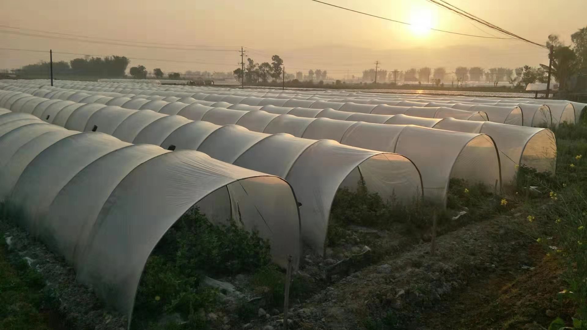 一位农民在田间采摘成熟的羊角蜜甜瓜，藤蔓上挂着多个灰绿色长形瓜果