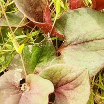 野生鱼腥草，折耳根