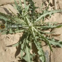 野生苦菜，