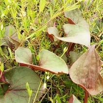 野生鱼腥草，折耳根5斤装