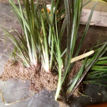 野生石菖蒲