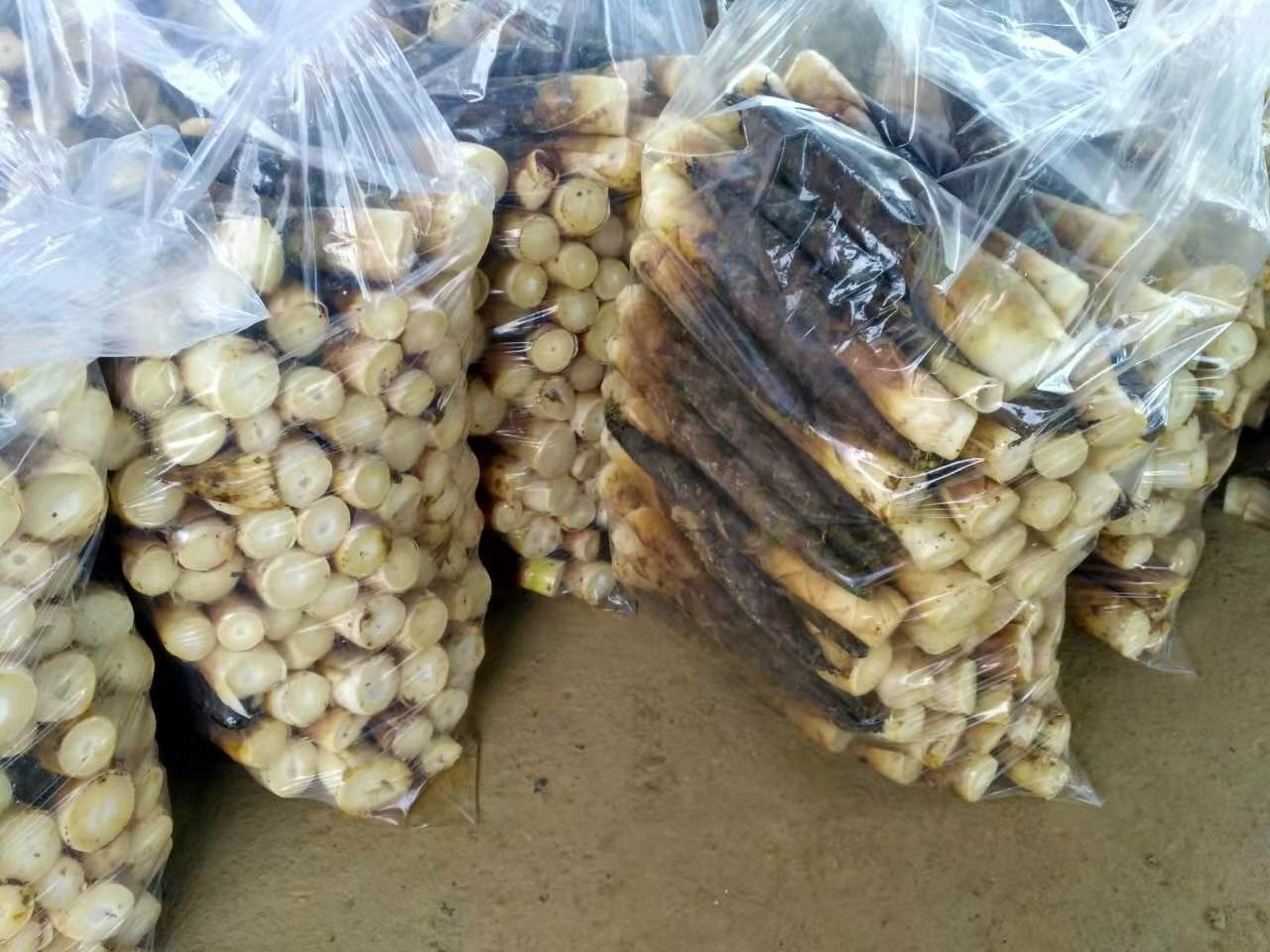 雷竹笋现代化加工车间：全自动清洗线输送带上传送带泥鲜笋，右侧为真空锁鲜包装机正在封装银色铝箔袋装产品，背景货架陈列冻干笋粒、即食卤笋、笋粉等系列成品