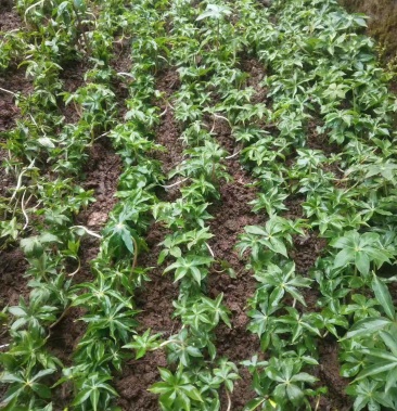 [重楼苗批发]重楼苗价格0.60元/棵 - 一亩田