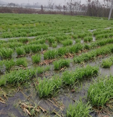 浙茭7号双季茭白种苗金华直发