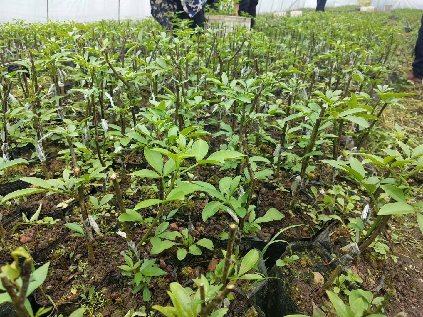 胡椒幼苗生长状态