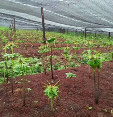 [重楼批发]重楼基地价格0.60元/棵 - 一亩田