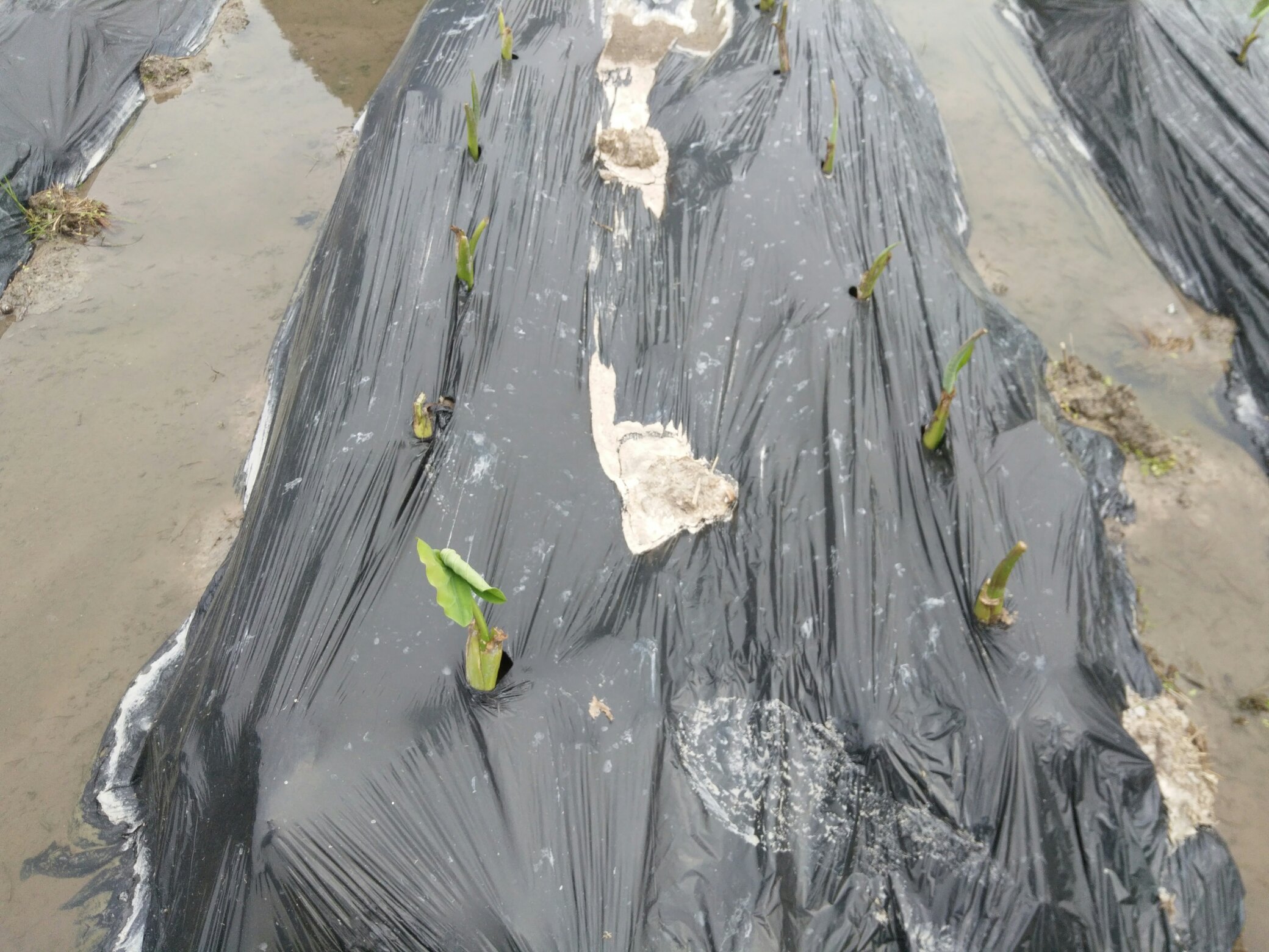 荔浦芋头滴灌系统与培土作业现场