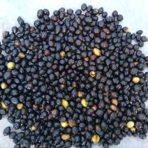 山豆根种子