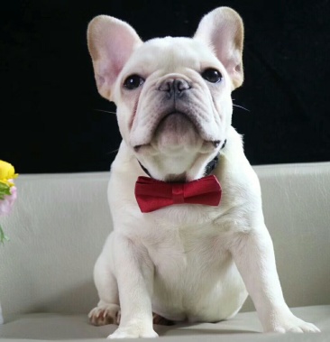 [批发]法牛价格2300.00元/斤 - 一亩田