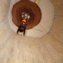 胡蜂蜂群