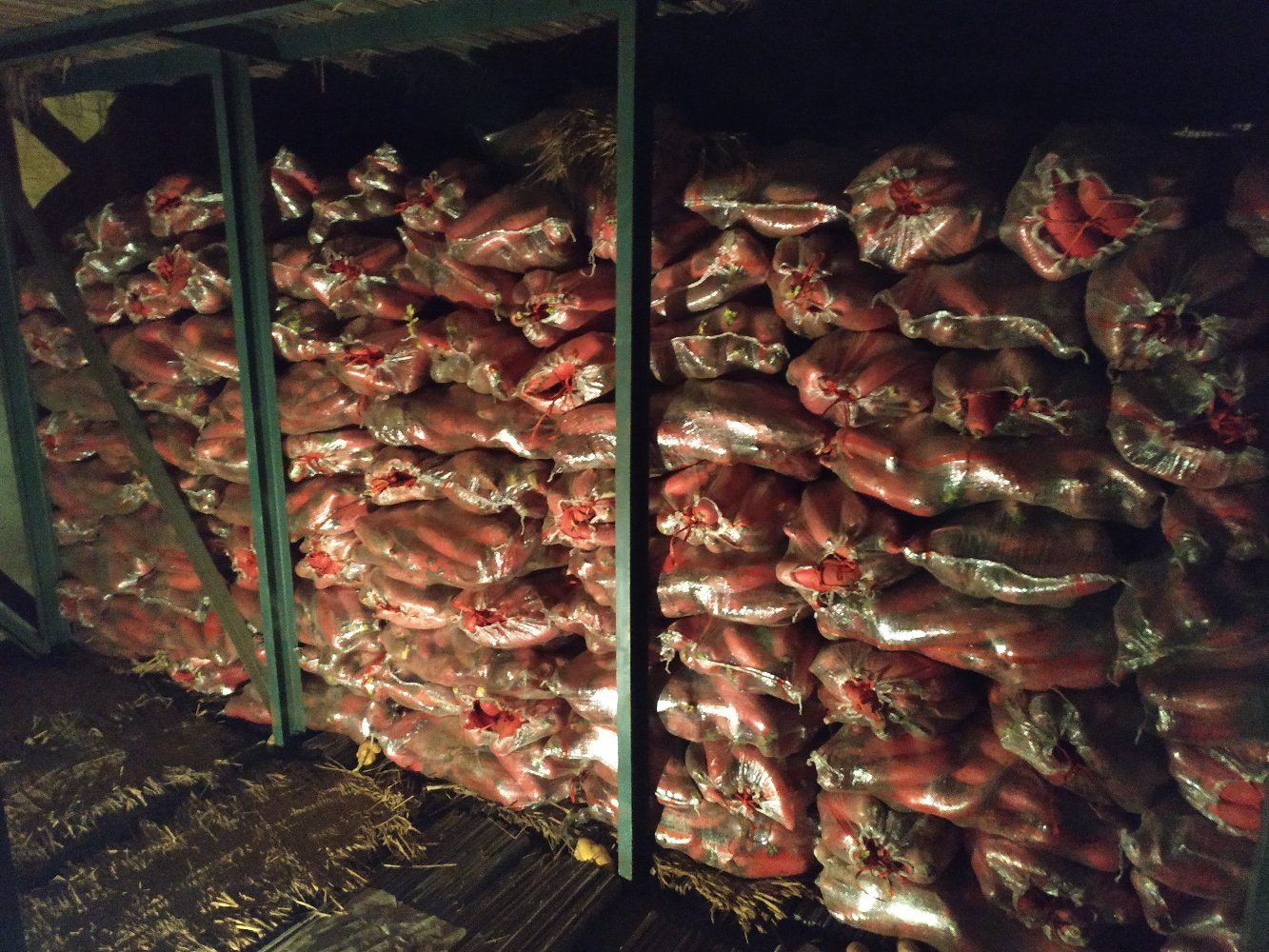 家庭冰箱内红皮萝卜冷藏存放场景