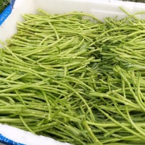 湖北荆州芦蒿