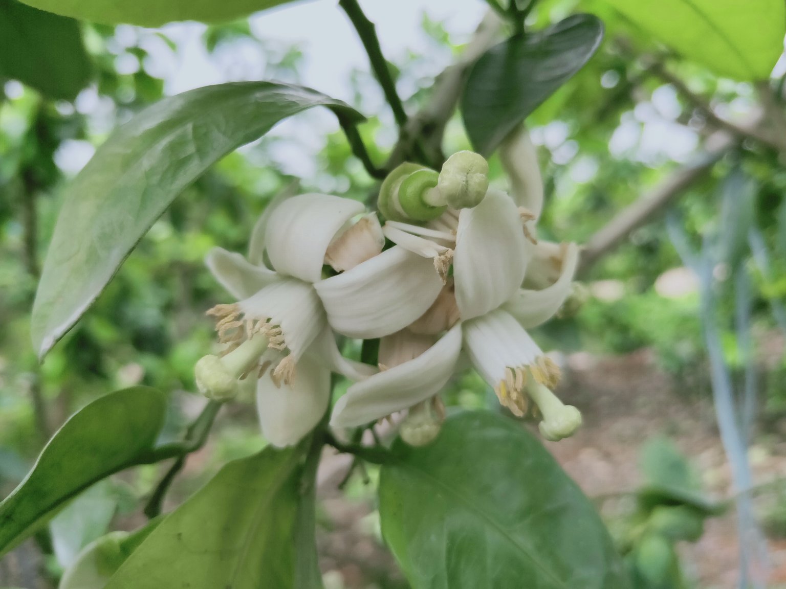 红心柚春季开花实景图