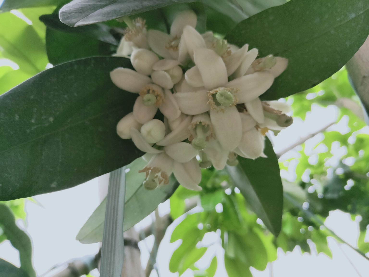 展示三种不同颜色的葡萄柚:白色、粉红色和红色,排列在白色背景上 葡萄柚不同品种对比图