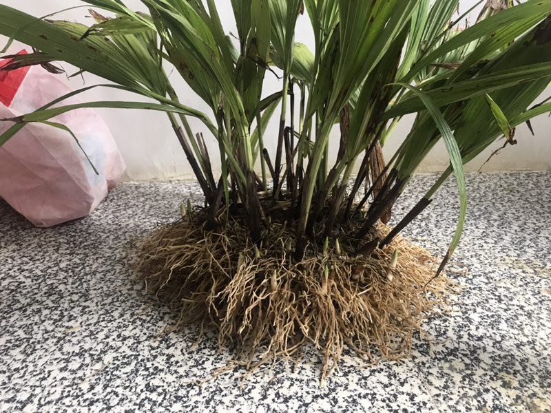 白芷药材实物图