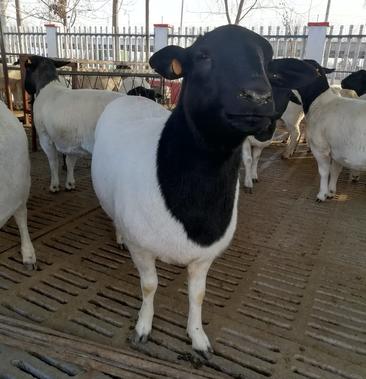 [批发]杜泊羊,长得快,出肉率高价格120000元/个 